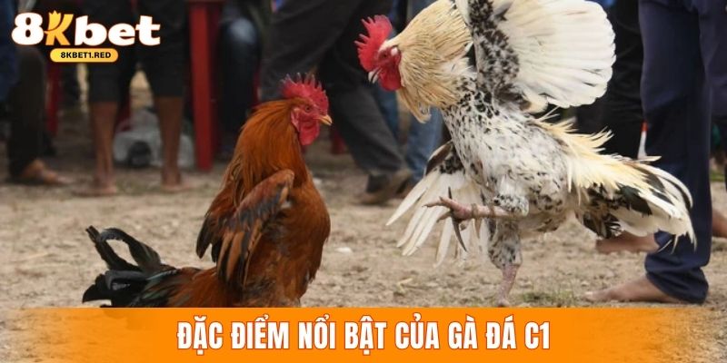 đặc điểm nổi nội bật của gà đá c1